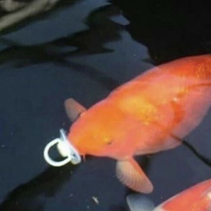 Orange fish with a pacifier in its mouth swimming in dark water in a hilariously chaotic animal pic.
