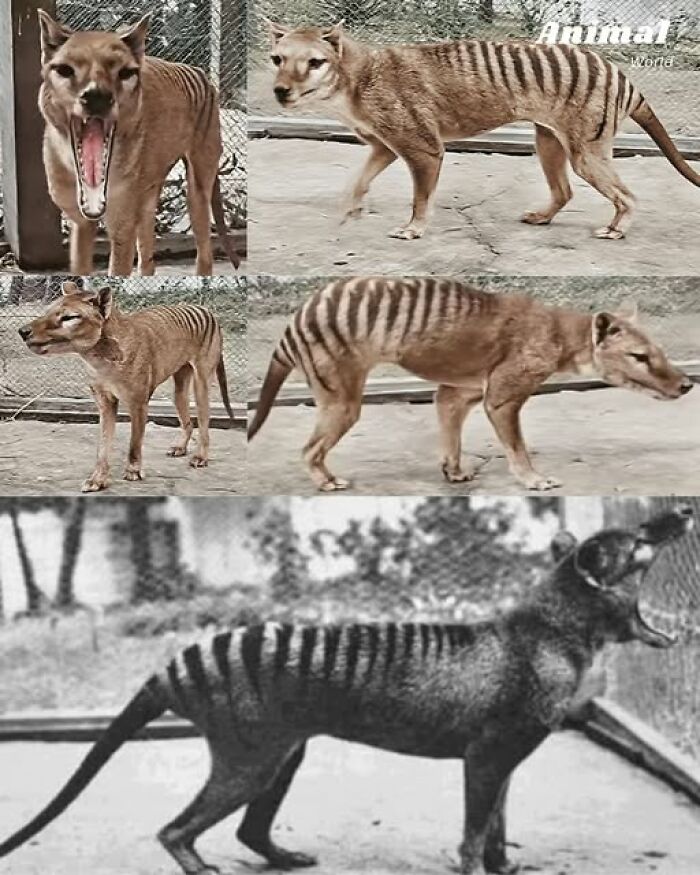 Thylacine or Tasmanian tiger, a unique and cute creature demonstrating nature's beautiful surprises in wildlife.