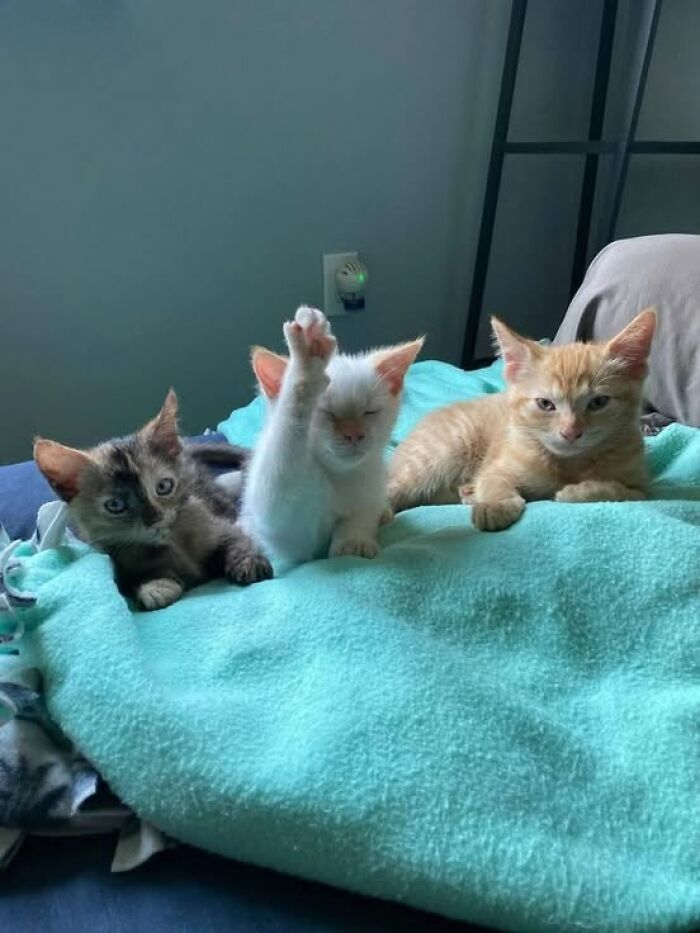 Three adorable kittens resting on a soft blanket, showing playful and wholesome cat moments in a cozy setting.
