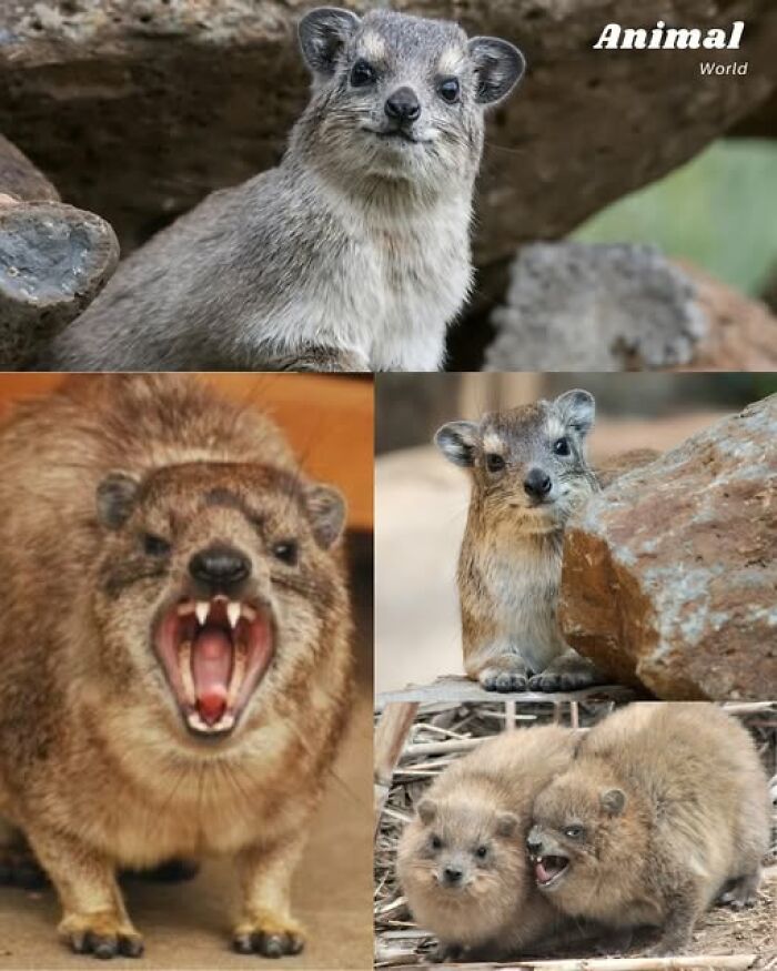 Unique and cute creatures in natural rocky habitats showing various expressions in a wild setting, showcasing nature’s surprises.