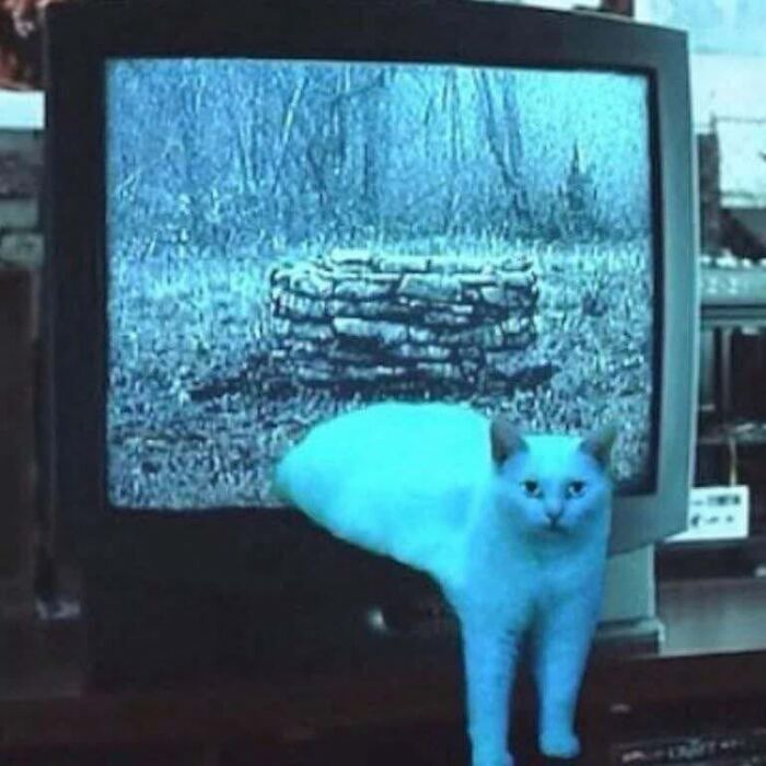 White cat standing in front of an old TV showing a stone well, a hilariously chaotic animal pic that hits harder than Monday.