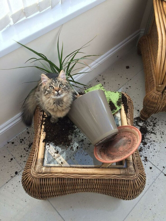 Fluffy cat sitting next to a knocked-over plant pot with spilled soil on a wicker table and tiled floor indoors.