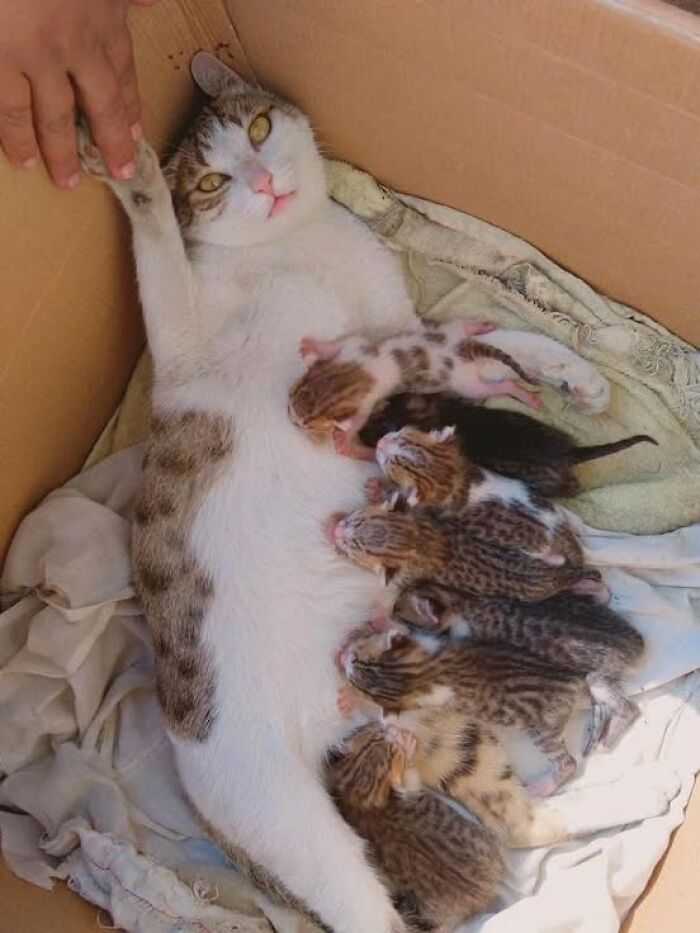 Tabby cat nursing adorable newborn kittens in a cozy box, showcasing heartwarming cat pics and stories.