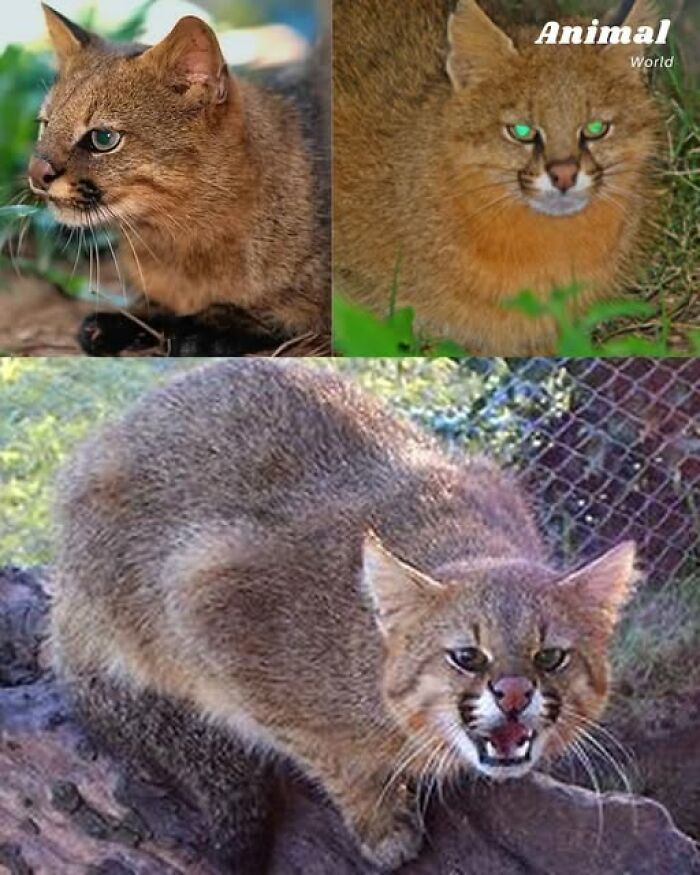 Three unique and cute creatures with distinct fur patterns in natural outdoor settings, showcasing nature's beautiful surprises.