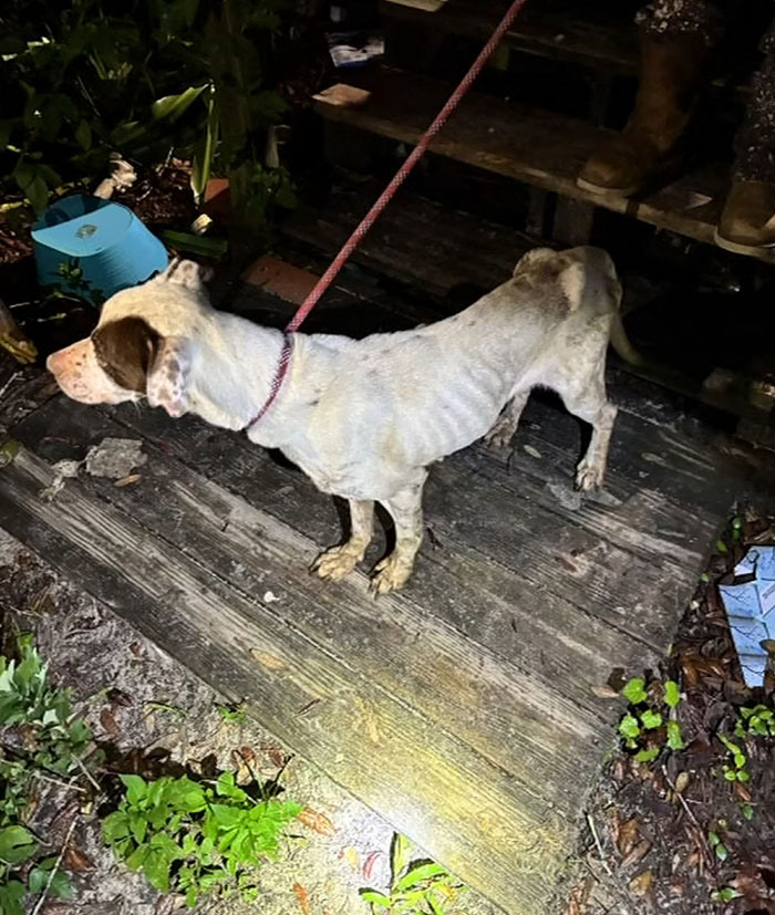 Emaciated dog on a leash outdoors at night, highlighting neglect in Florida mother abandoning child and seven dogs.