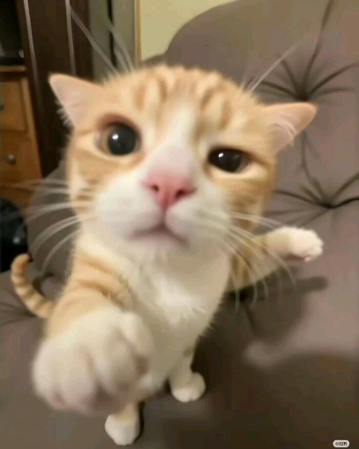 Close-up of a curious orange and white cat reaching out, one of the hilariously chaotic animal pics.