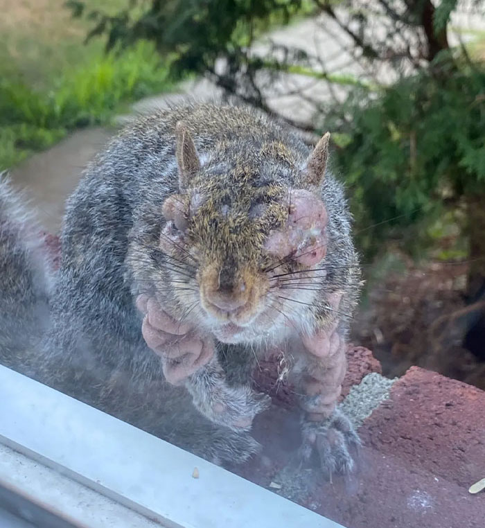 Squirrel with eerie flesh bubbles on its face and body, raising concerns about a mutant deer animal outbreak in the US.