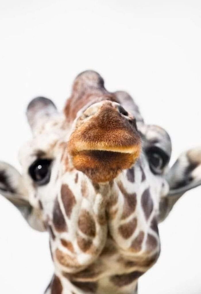 “From Skopje Zoo To The World: How My Wildlife Photos Captivated Global Media Without Ever Leaving Macedonia”