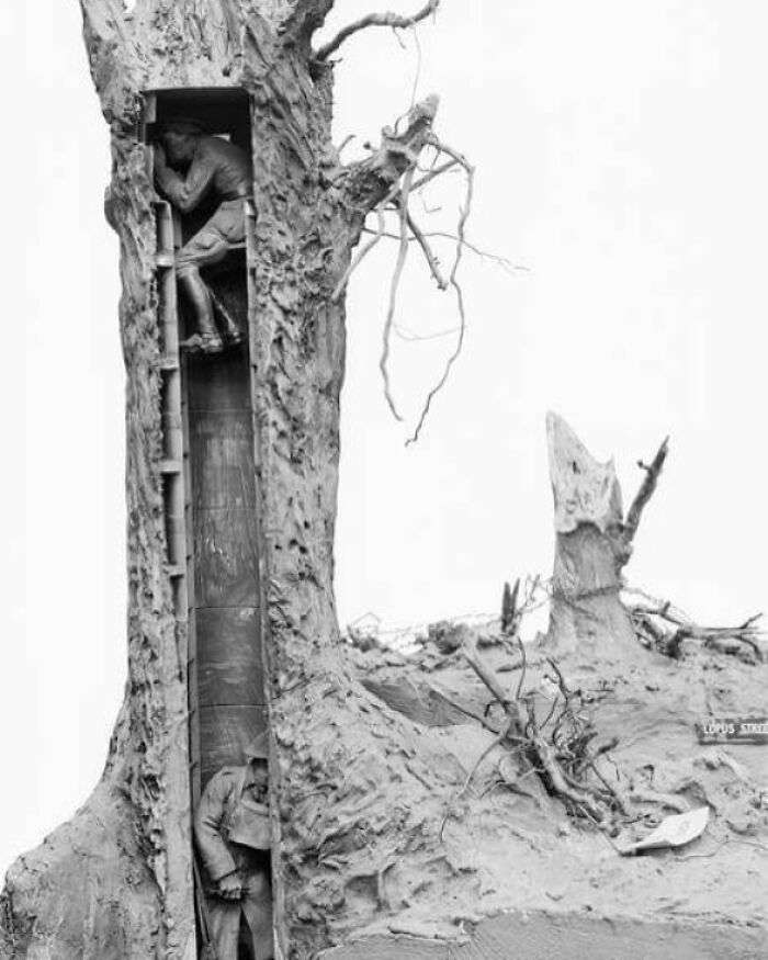Black and white historical photo showing soldiers inside a hollow tree used as a lookout in unfamiliar parts of history.