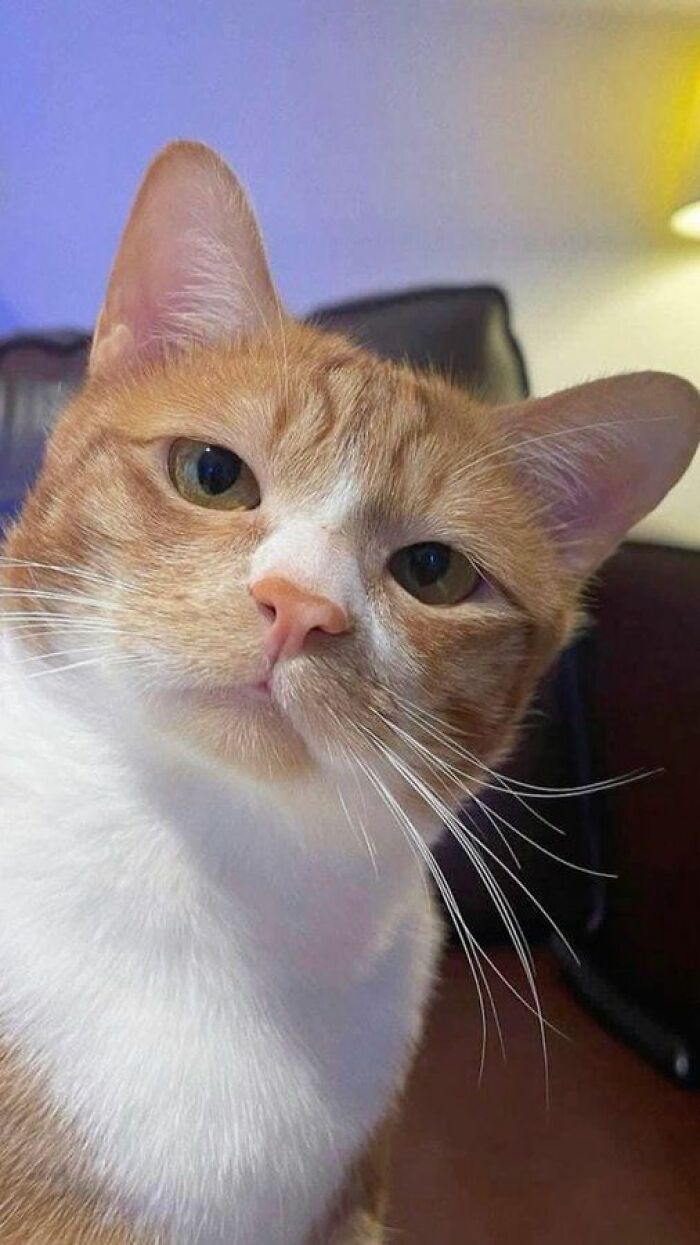 Close-up of an adorable orange and white cat with expressive eyes in a cozy indoor setting for cat pics.