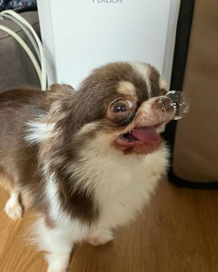 Small dog with a bubble on its nose, creating a hilariously chaotic animal moment indoors on a wooden floor.