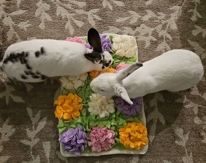 Two rabbits use a fun and functional snuffle mat with colorful fabric flowers foraging treats on a patterned carpet.
