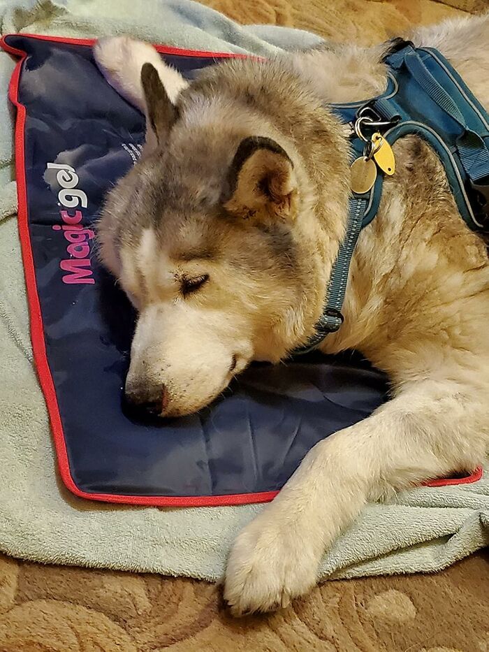 Husky dog lying on a cooling gel mat with harness on a blanket, demonstrating heatwave hacks for summer comfort.