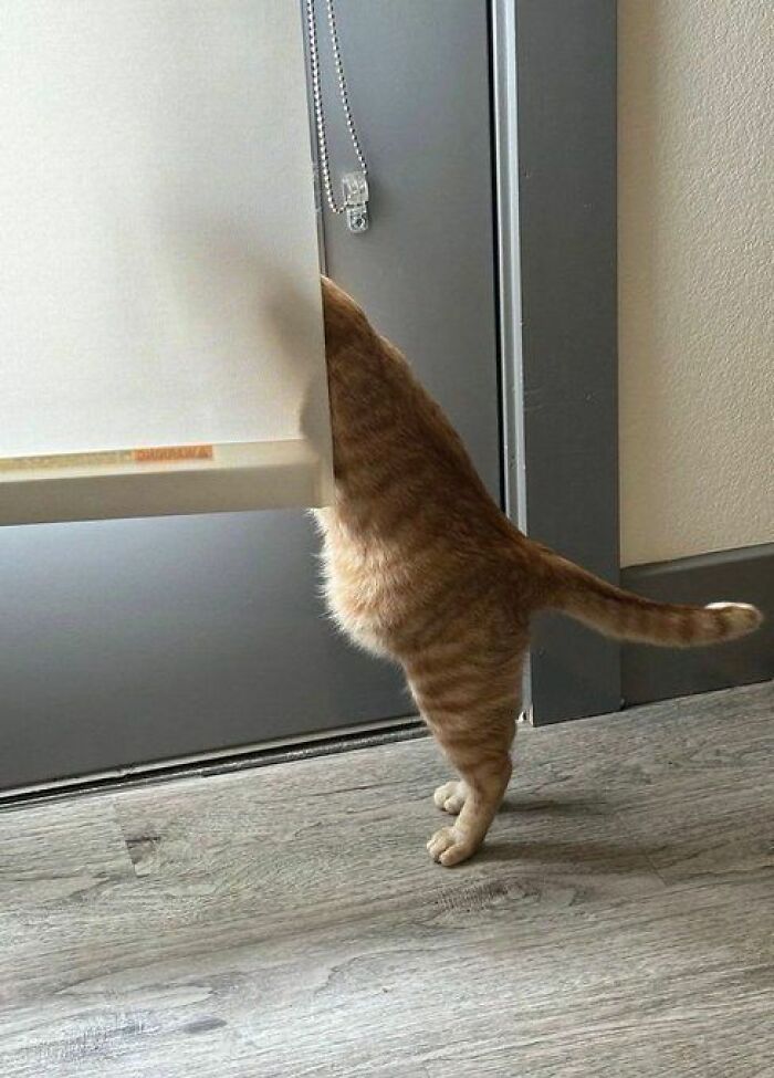Orange tabby cat standing on its hind legs peeking behind a window blind in a cozy room with wooden flooring.