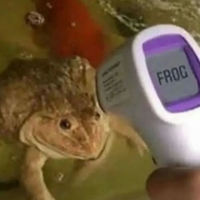Frog in water being scanned by a device that humorously identifies it as a frog in chaotic animal pics.