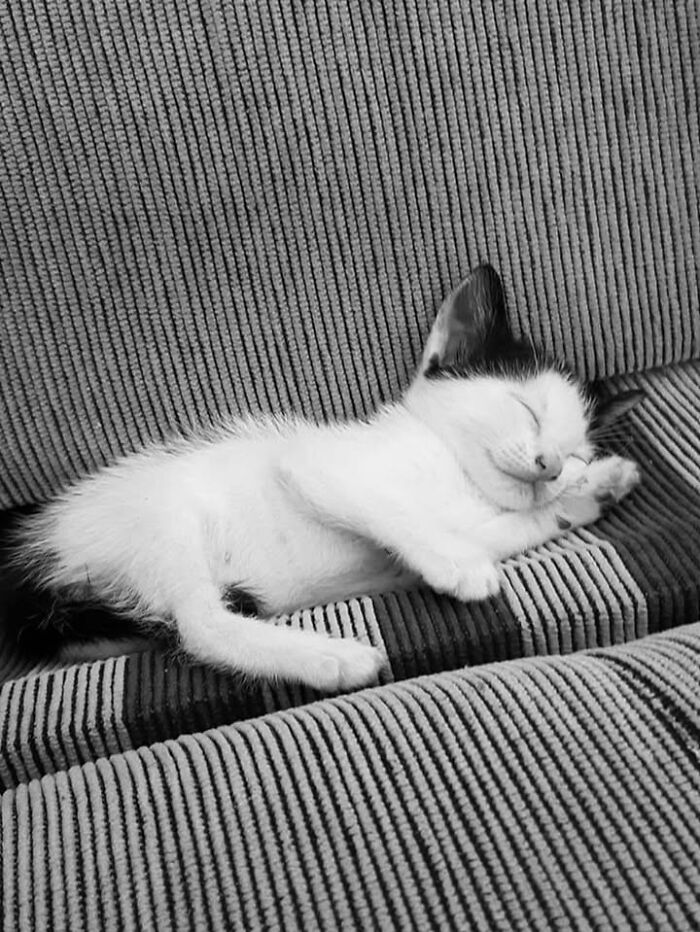 Sleeping black and white kitten resting peacefully on a textured fabric surface, showing adorable and wholesome cat vibes.