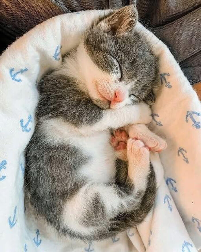 Sleeping gray and white kitten curled up on a soft blanket with blue anchor patterns, capturing adorable cat moments.