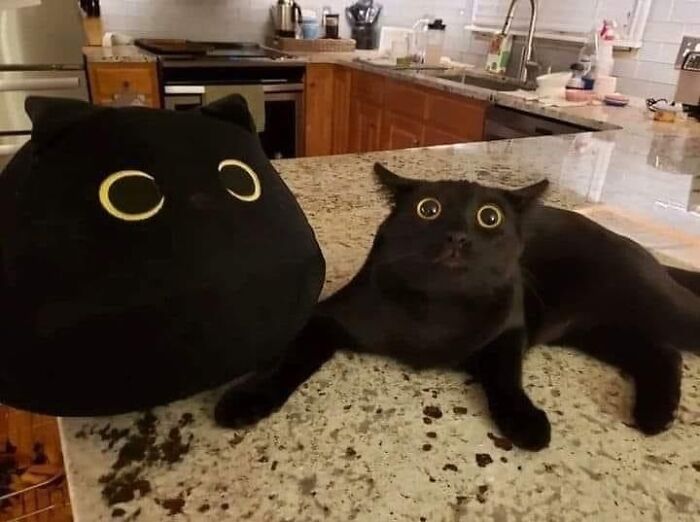Black cat with wide eyes lying on a kitchen counter next to a large plush toy resembling the cat, a hilariously chaotic animal pic.