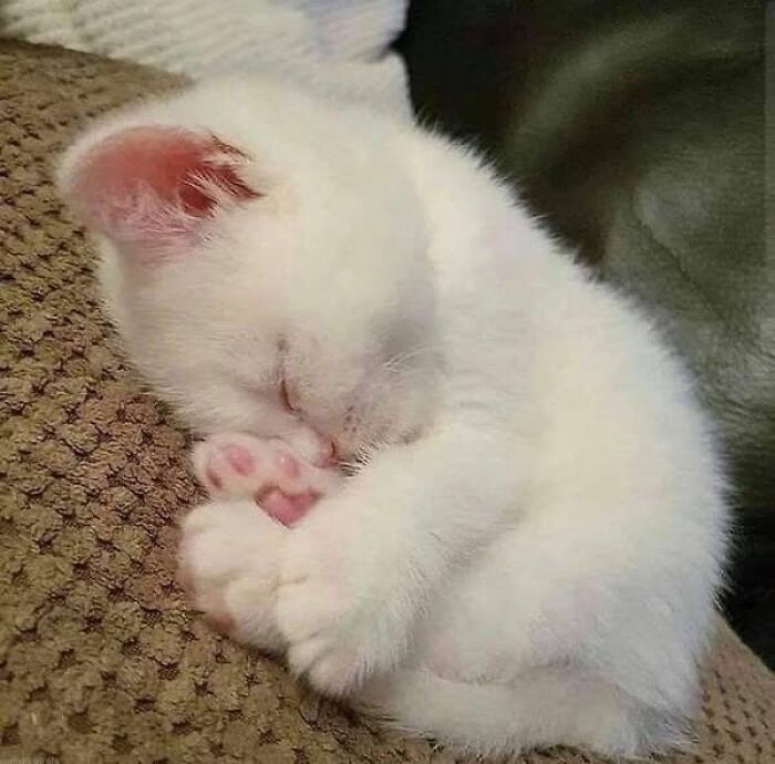 Sleeping white kitten curled up on a textured surface, showcasing adorable and wholesome cat moments.