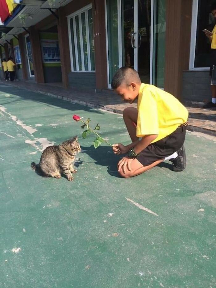 Boy in a yellow shirt offering a rose to a gray tabby cat sitting on a green pavement outdoors.