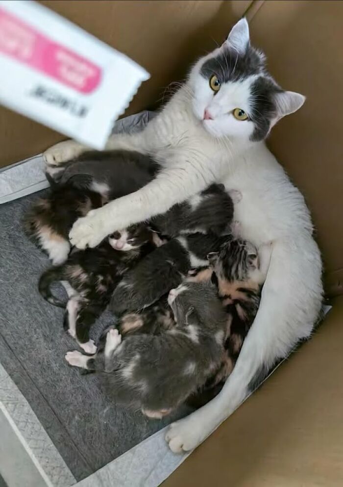 White and gray cat cuddling several newborn kittens in a cozy box, showing adorable and wholesome cat moments.