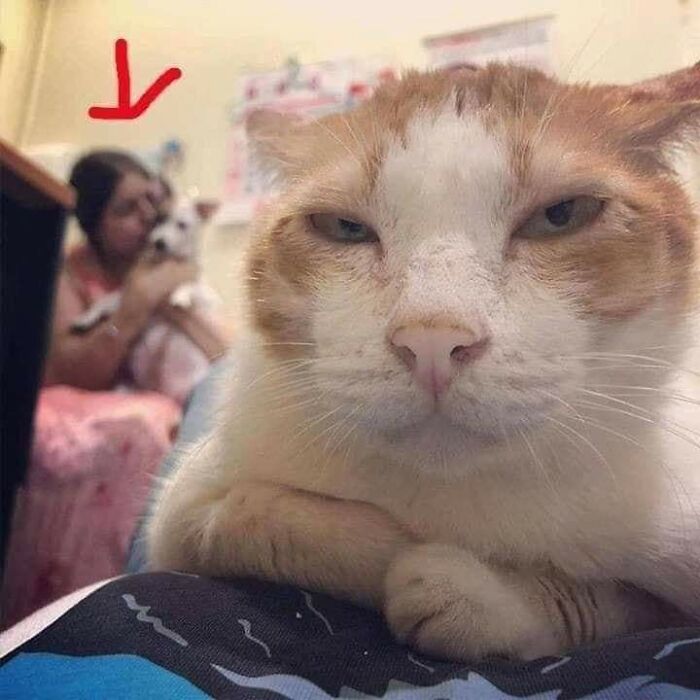 Close-up of a relaxed cat with a person and another cat blurred in the background, showcasing hilarious cat moments.