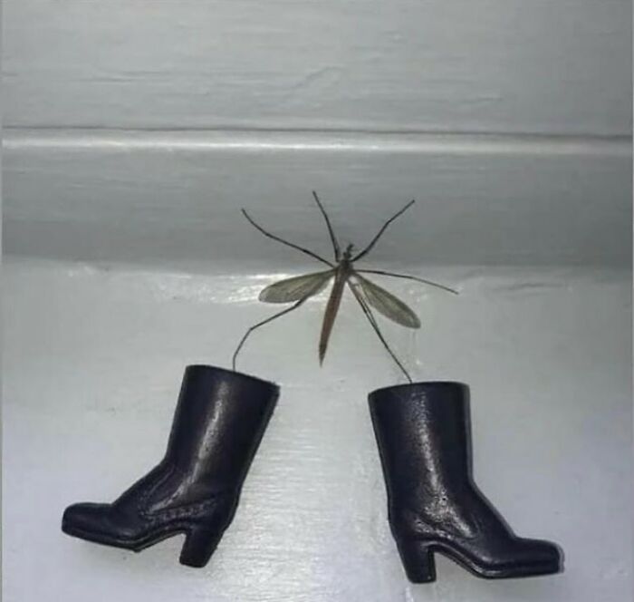 Insect humor with chaotic animal pics showing a bug wearing tiny black boots hanging on a wall.