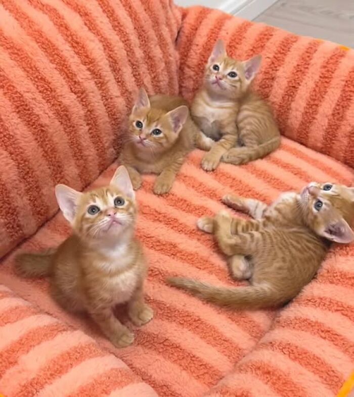Four adorable orange tabby kittens relaxing together on a soft, striped orange pet bed in a cozy setting.