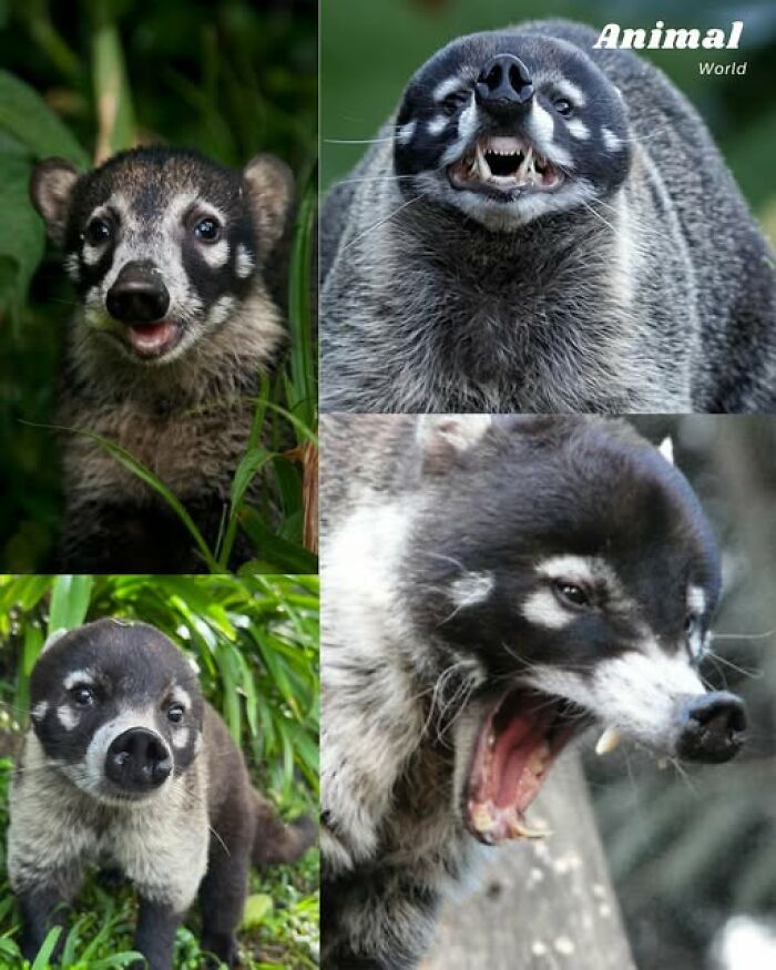 Four close-up images of a unique and cute creature in nature showing different facial expressions.