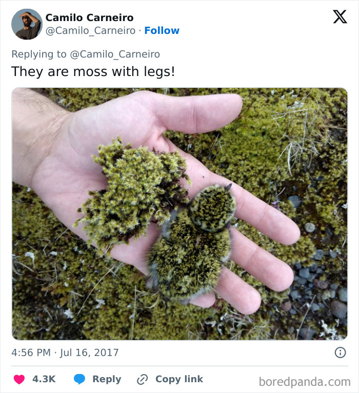 Two baby birds covered in moss perfectly matched their surroundings, blending in closely with the mossy ground.