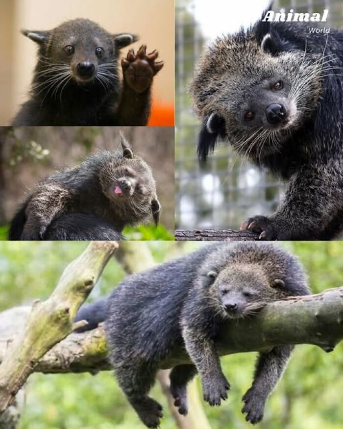 Collage of unique and cute creatures showing diverse charming animals in natural settings, highlighting nature’s beautiful surprises.