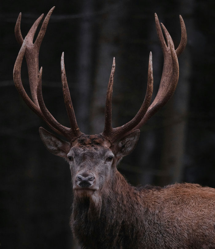 Large elk with impressive antlers standing in a dark forest, captured by a security camera at dusk.