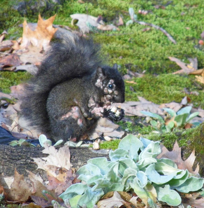 Squirrel with unusual flesh bubbles on its body feeding on the ground, raising concerns about a mutant animal outbreak.