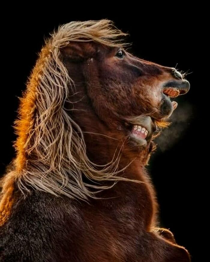 “From Skopje Zoo To The World: How My Wildlife Photos Captivated Global Media Without Ever Leaving Macedonia”