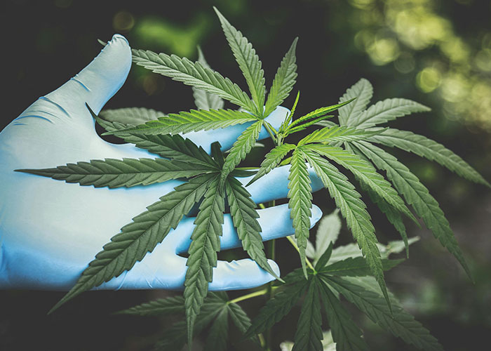 Hand wearing blue glove holding cannabis leaves outdoors, illustrating illegal activities like driving over the speed limit.