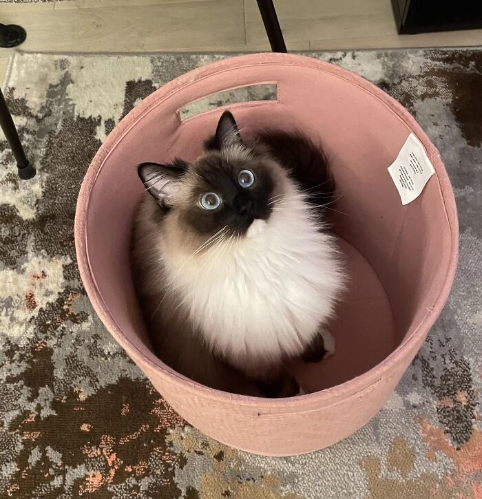 Fluffy cat with blue eyes sitting inside a pink basket on a patterned rug in a cozy home setting.