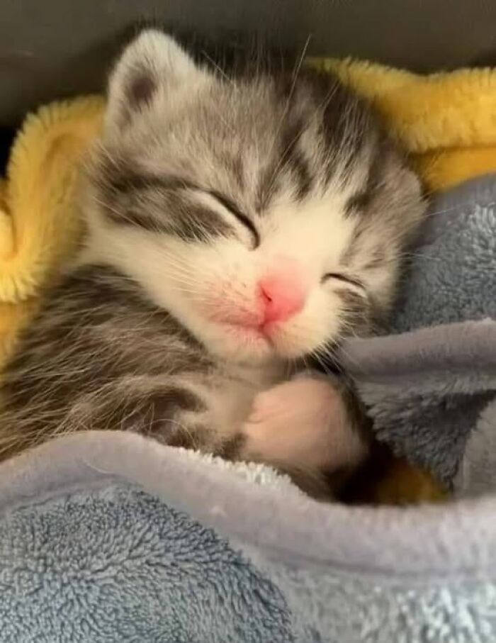 Sleeping kitten wrapped in soft blankets, showcasing one of the most adorable and wholesome cat pics.