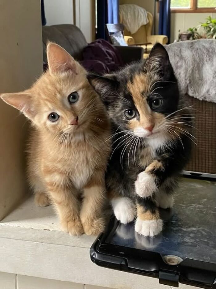Two adorable kittens with curious expressions sitting closely together on a surface in a cozy indoor setting.