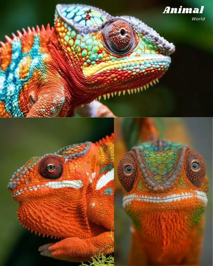 Close-up images of unique and cute chameleons showcasing nature’s beautiful surprises and vibrant colors.