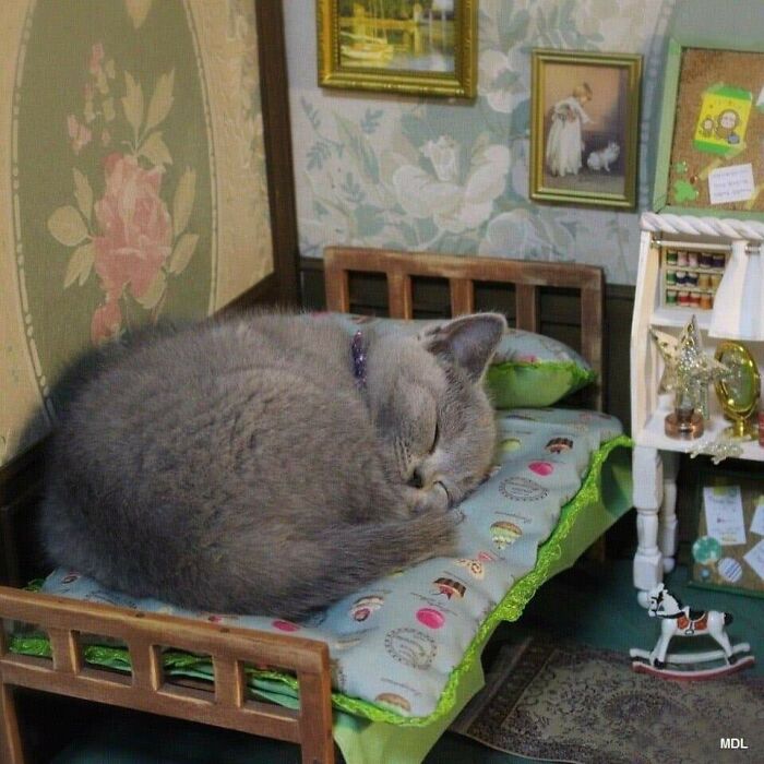 Gray cat curled up and sleeping on a small bed in a miniature room, showcasing hilarious cat moments on the internet.