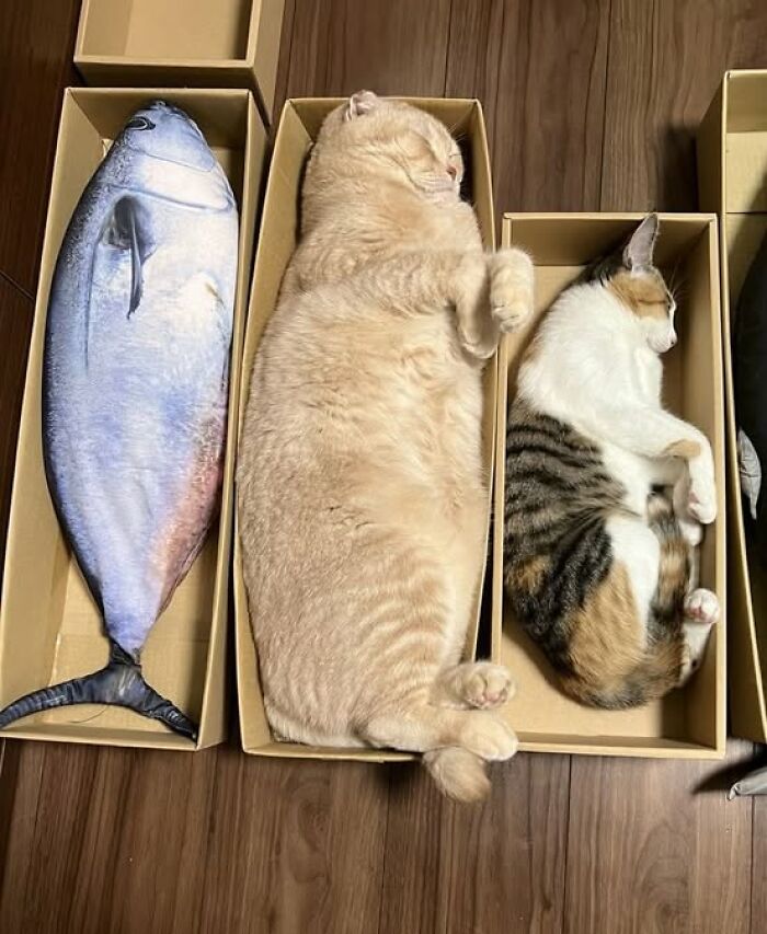 Two adorable cats lying curled up in separate boxes next to a fish, showcasing adorable and wholesome cat pics.