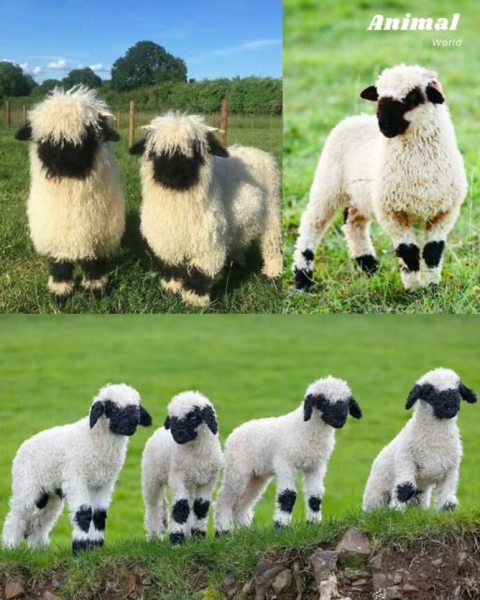 Unique and cute creatures with fluffy white wool and black faces and legs in green outdoor natural settings.
