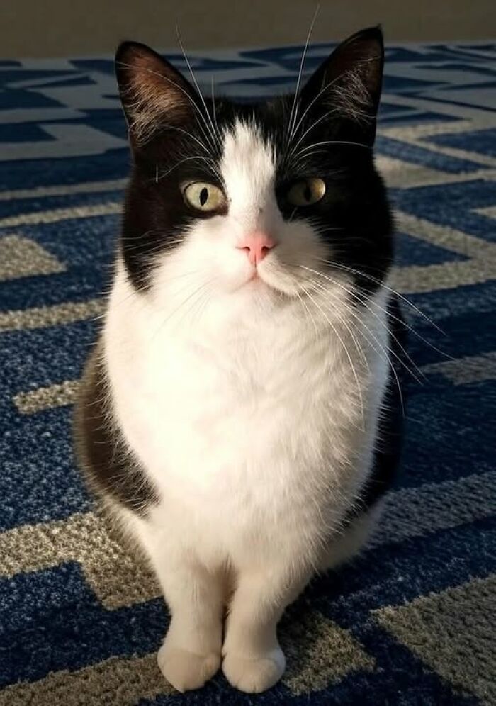 Black and white cat sitting on a patterned blue carpet, looking directly with bright eyes in a cozy indoor setting.
