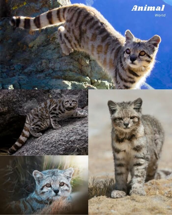 Unique and cute creatures in nature shown in various poses, highlighting their beautiful and surprising features.