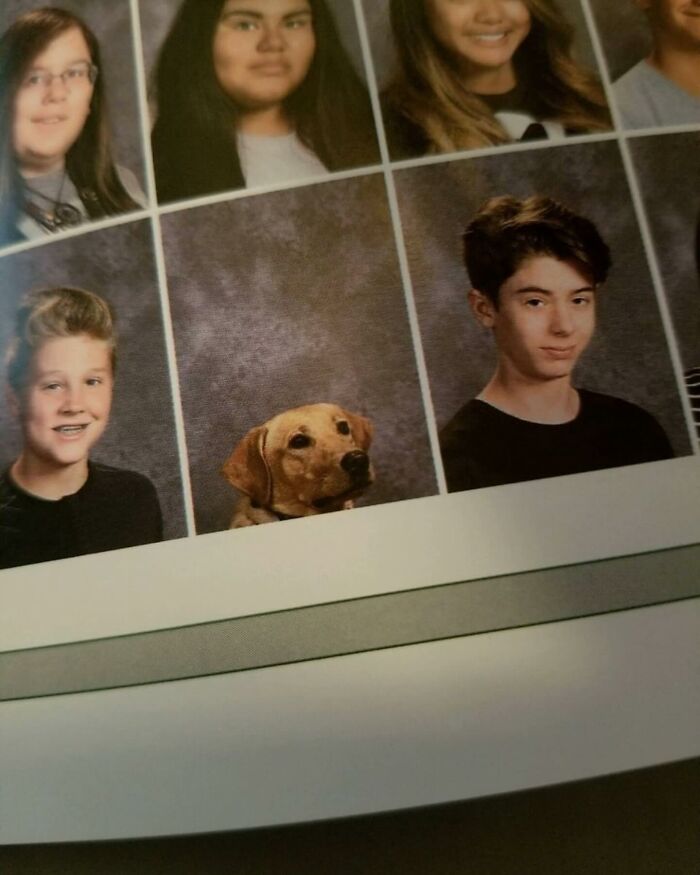 Yearbook photo of a dog posing among student portraits, a hilariously chaotic animal pic that stands out in the collection.