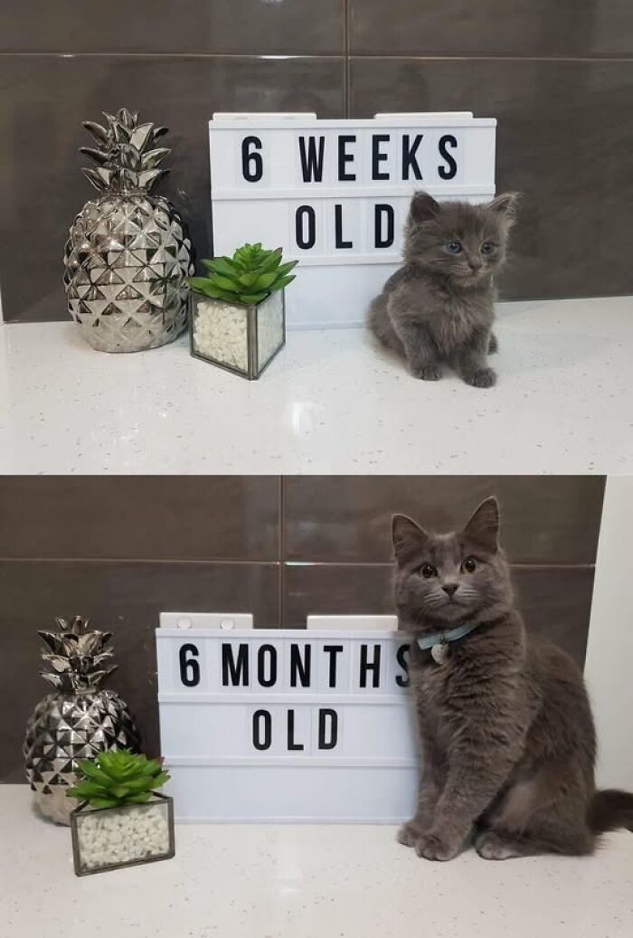 Gray cat growing from 6 weeks to 6 months old, sitting beside a plant and a lightbox with age signs in adorable cat pics.