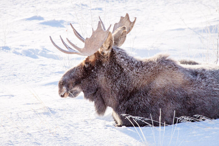 Moose resting in snowy field, illustrating one of the most insane reasons employees skipped their work day.