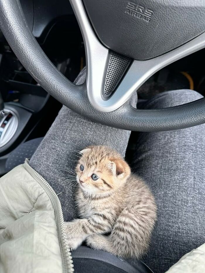 Small adorable kitten sitting on a person's lap inside a car, showcasing cute and wholesome cat moments.