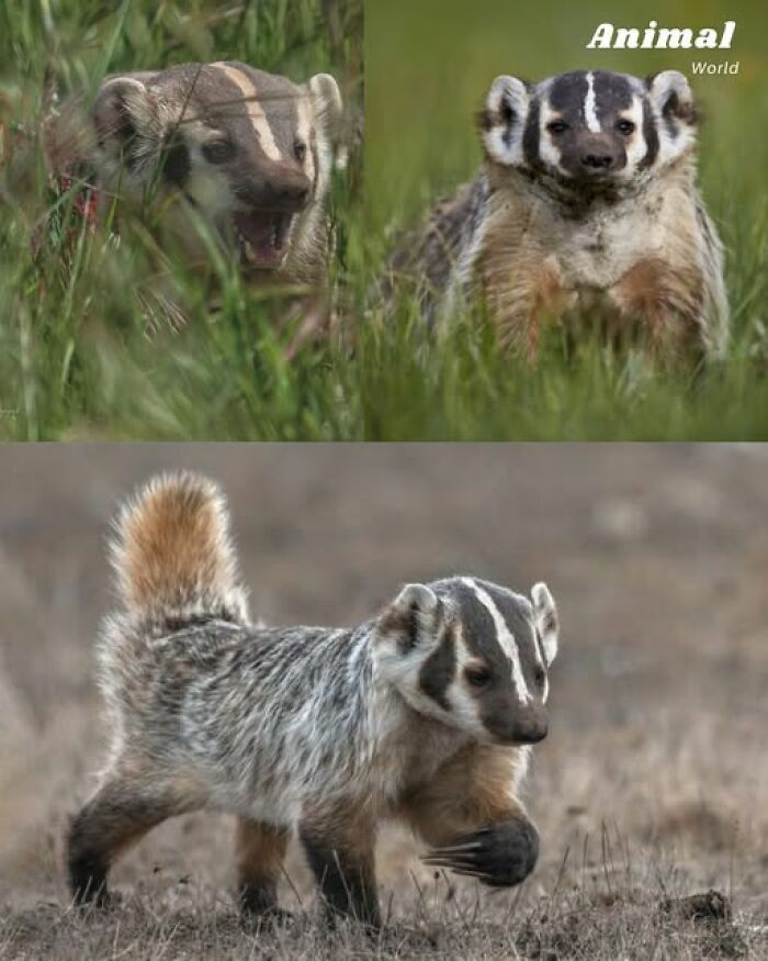 Three unique and cute creatures in natural habitats showcasing the beauty and surprises of nature’s wildlife.