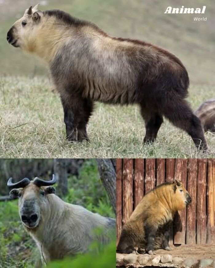 Unique and cute creatures with furry coats and small horns in natural and enclosed habitats showcasing nature's beautiful surprises